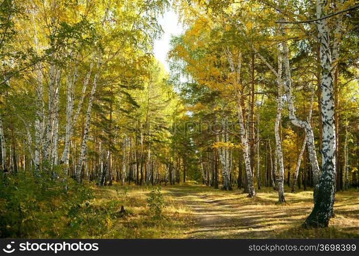 Autumn forest: yellow birch grove and the path