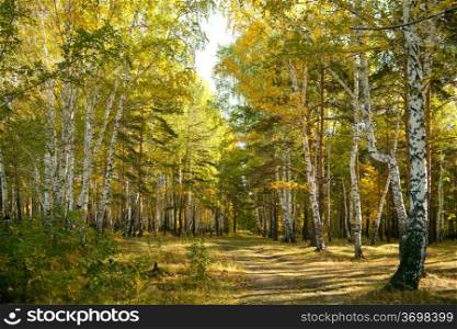 Autumn forest: yellow birch grove and the path