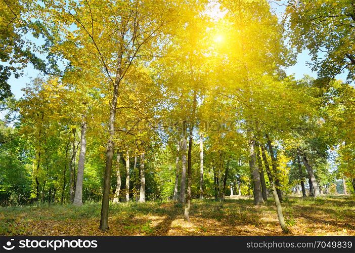 Autumn forest, yellow leaves and the sun set.