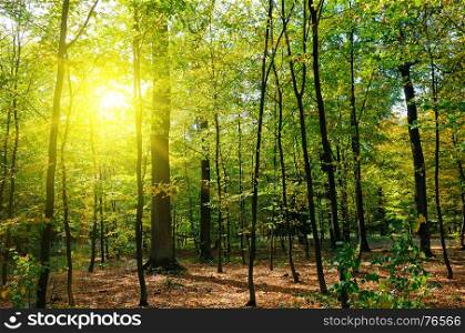 Autumn forest, yellow leaves and the sun set.