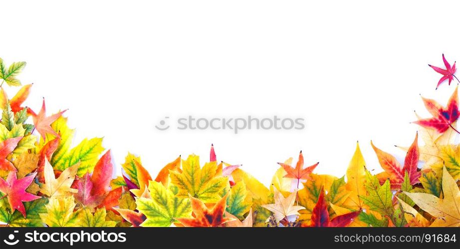 Autumn Frame of Leaves, Berries, Flowers and Pumpkins of Orange, Green, Yellow and Red Colors on the White Background