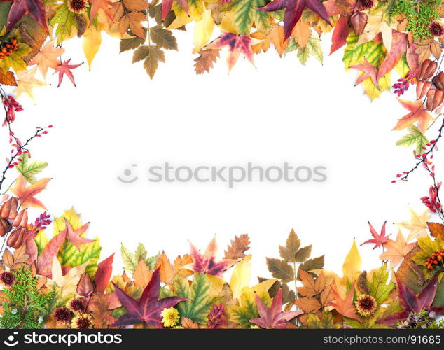 Autumn Frame of Leaves, Berries, Flowers and Pumpkins of Orange, Yellow and Red Colors on the White Background