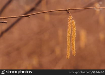 Autumn fruit hanging from a tree in the fall