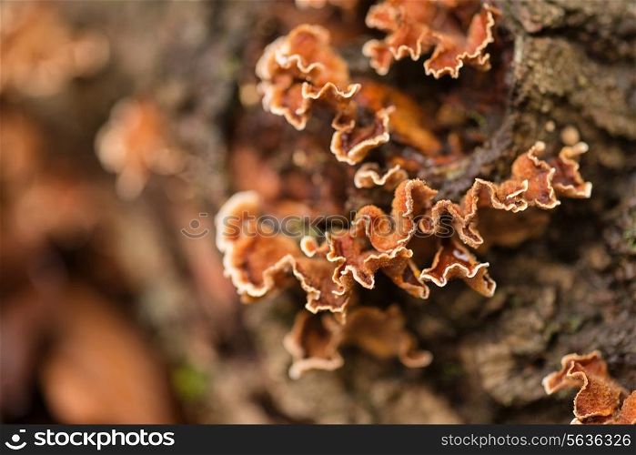 Autumn fungus on dead fallen tree
