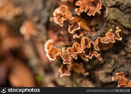 Autumn fungus on dead fallen tree