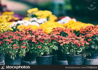 autumn garden chrysanthemum blossomin in pot / colorful chrysanthemum flowers