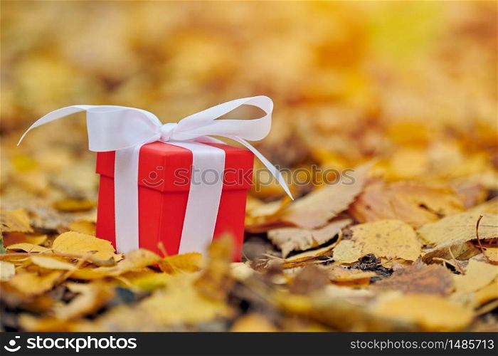 Autumn gift. Gift box in fallen leaves, copy space. Present for a special occasion: anniversary, birthday, wedding, honeymoon, Christmas or Valentines day.. Autumn gift box