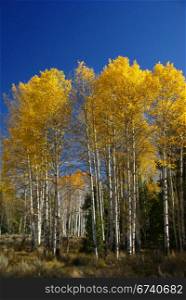 Autumn, golden aspens and crisp blue sky, Grand Teton National Park, Wyoming