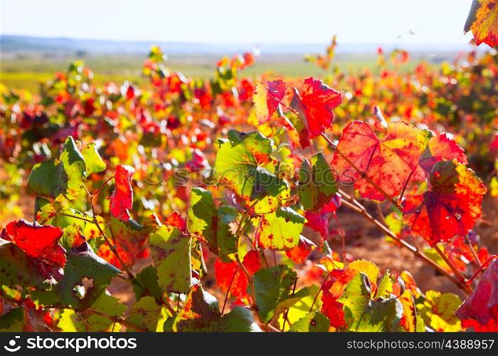 Autumn golden red vineyards in Utiel Requena at Spain