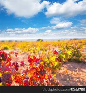 Autumn golden red vineyards in Utiel Requena at Spain