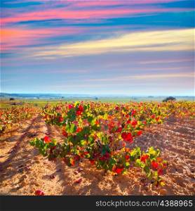 Autumn golden red vineyards sunset in Utiel Requena at Spain