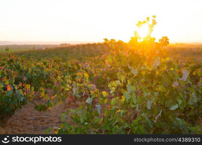 Autumn golden red vineyards sunset in Utiel Requena at Spain