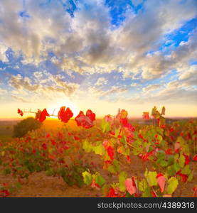 Autumn golden red vineyards sunset in Utiel Requena at Spain