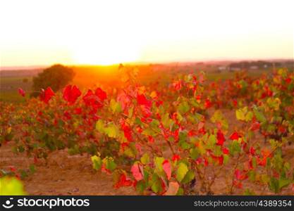 Autumn golden red vineyards sunset in Utiel Requena at Spain