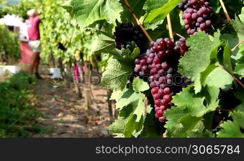 Autumn grape harvest