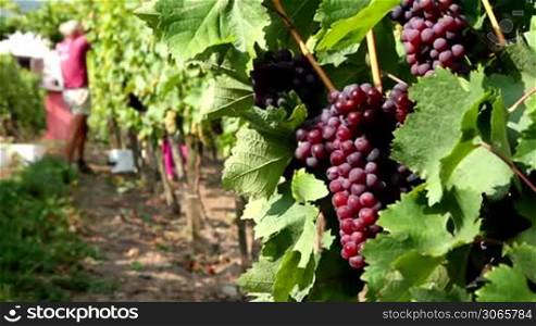 Autumn grape harvest