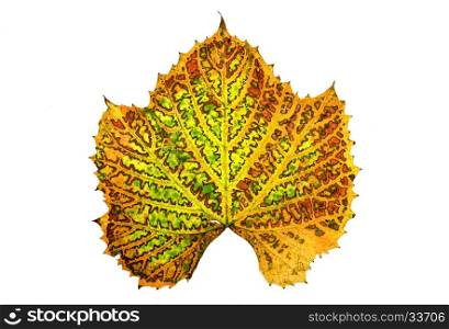 autumn grape vine plant leaf isolated over white