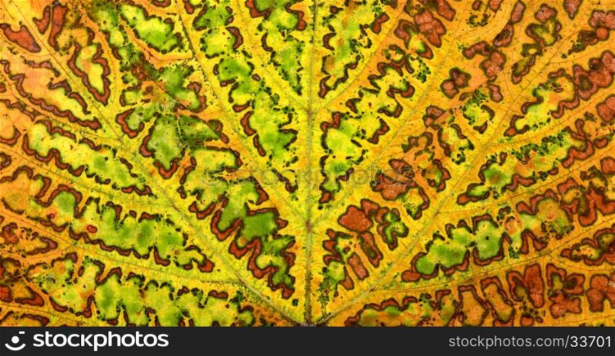 autumn grape vine plant leaf texture pattern background