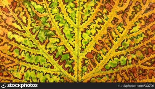 autumn grape vine plant leaf texture pattern background