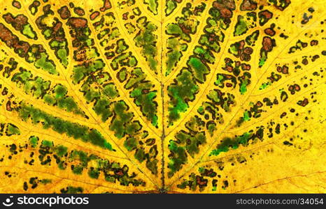 autumn grape vine plant leaf texture pattern background