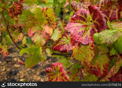 Autumn Grape Vines