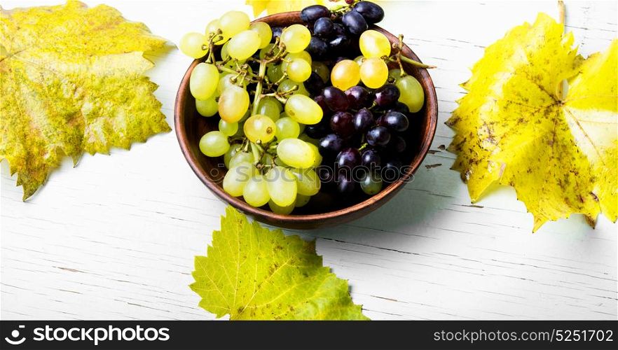 autumn grapes on tray. Bunches of ripe autumn grapes on retro tray