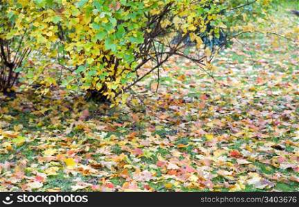 autumn green grass with abscised leafs and varicoloured bush