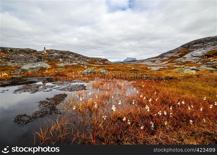 Autumn greenlandic orange tundra landscape with marsh, white flowers and stones in the background, Nuuk, Greenland