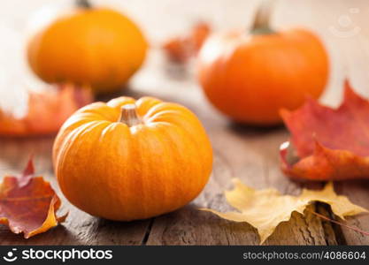 autumn halloween pumpkins on wooden background