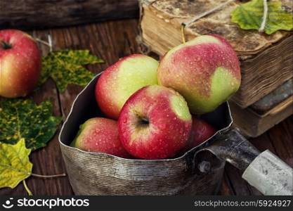 autumn harvest of apples. Apple harvest in stylish retro pot on the table with autumn leaves.