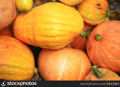 Autumn harvest of pumpkins halloween