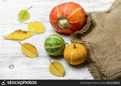 Autumn harvest pumpkins. Still life with three decorative pumpkins from the autumn harvest