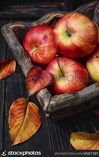autumn harvest red apples
