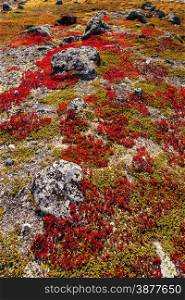 autumn highland plants background in Norway Gamle Strynefjellsvegen