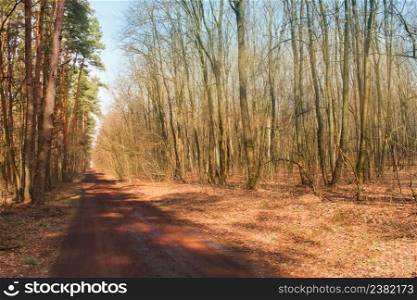 Autumn horizontal background. Autumn horizontal beautiful landscape with empty rural road.. Autumn forest with orange and red leaves. Forest with lots of warm sunshine