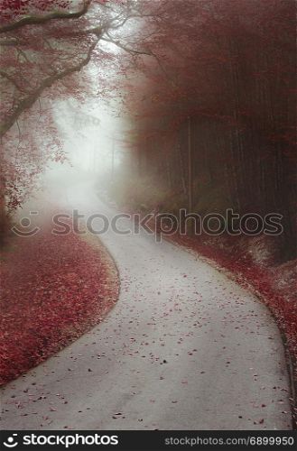 Autumn image with a red forest shrouded by mist and crossed by a road that seems limitless, in Fussen, Germany.