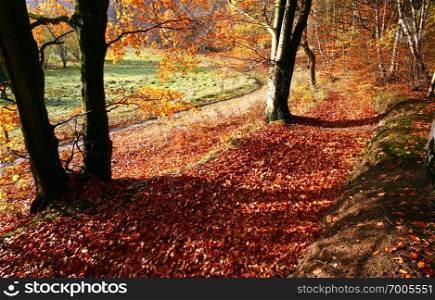Autumn in a forest in denmark