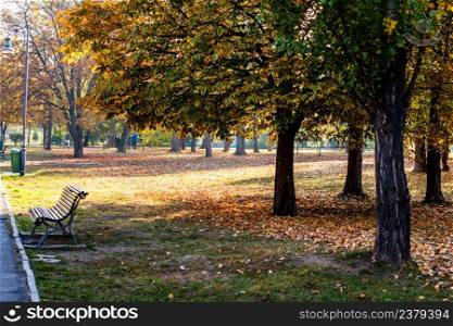 Autumn in a park. Autumn scenery with brown leaves