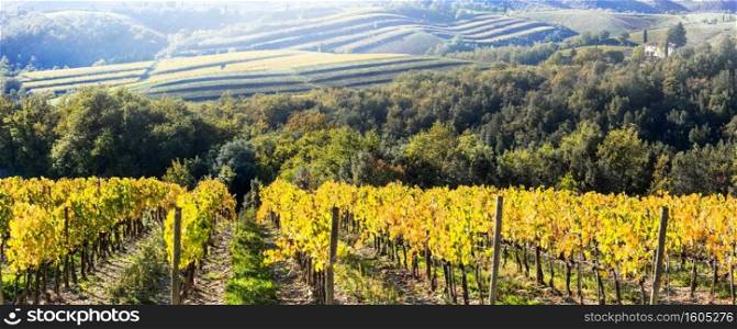 Autumn in beautiful Tuscany countryside. Vineyards in golden colors.  Italy