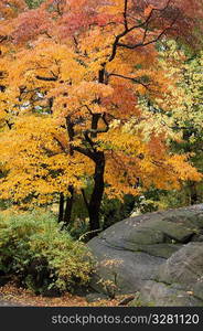 Autumn in Central Park in Manhattan, New York City, U.S.A.