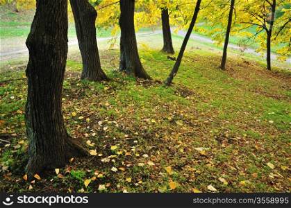 Autumn in Park with Maple Trees and Fall Leaves