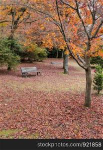 Autumn in park with wooden bench and fallen red maple leaves on ground in Arashiyama, Kyoto, Japan