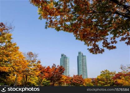 Autumn in South Korea colorful of Ginkgo Tree and Maple Tree at Seoul forest park ,South Korea.