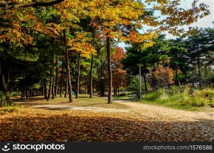 Autumn in South Korea colorful of Ginkgo Tree and Maple Tree at Seoul forest park ,South Korea.