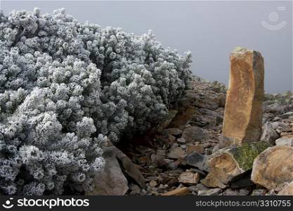 Autumn in the Carpathian mountains. The lonely stone is standing near the bushes covered by hoarfrost.