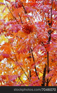 Autumn in the city on a rainy day and yellowish leaves