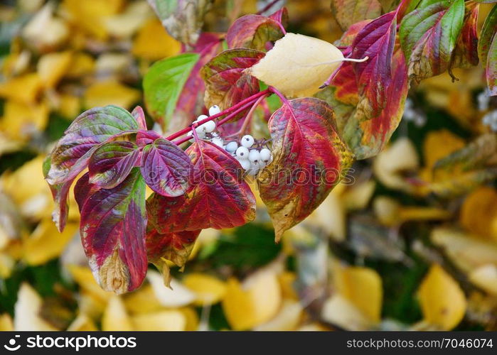 Autumn in the city on a rainy day and yellowish leaves