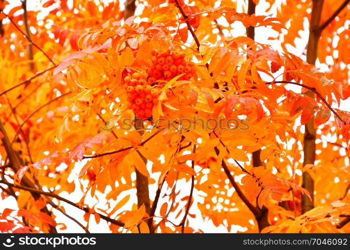 Autumn in the city on a rainy day and yellowish leaves