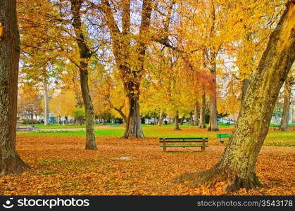 Autumn in the city park