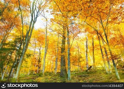 Autumn in the forest. Nature landscape with red, orange, yellow trees and leaves